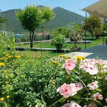 Zaritsi